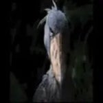 funny moaning sound loud and fast (copy)