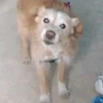 Outside bark