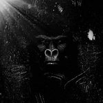 De l'autre côté... Noooon...