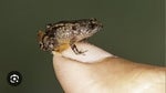 Zack D Films - Tiny frog