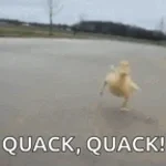 Quack