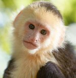 monkey song