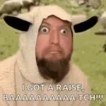Screaming sheep