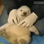 Bear bear lion lion dinosaur dinosaur