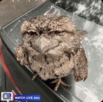 ROTB scourge blaster