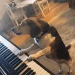 Perro aullando