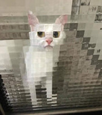 sapo