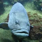 ahlelele ahlelas (copy) - Sound