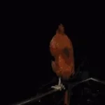 Screaming chicken on tree meme