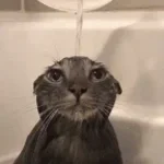 life force but noli kinda