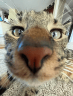 WHERE SHE GOES x SIN FRENOS pq si