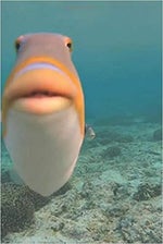 Spongebob 12th Street Rag (Ukulele Meme Music) Sound Effect for