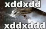 Gato xdddddddd