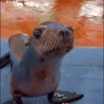 Sea Lion OUUUUUGH
