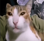 Sonido De Aplausos[Ovación][Aplauso Fuerte][Applause][Aplaudir