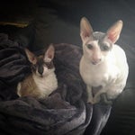 Death Note (Light's Theme B) Music - Sound