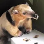 Brushita: then, the Anteater entered the stage.