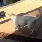 MACE ATTACK (sped up)