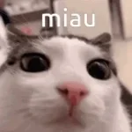 MIAU