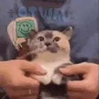 wobbily wiggily wobbily wiggily wobbily wiggily wobbily wiggily