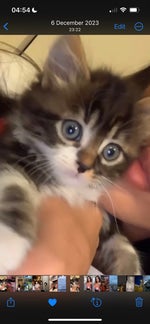 les ramoneurs la blanche hermine