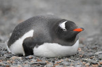 im da biggest bird