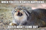 sneeze