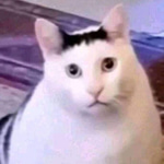 Huh? (Cat Meme)