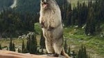 Marmot scream (Meme Version) - Sound