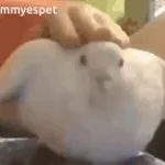 Big borb bellow