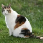 Gata Only Super Saturado