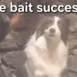 ragebait julki