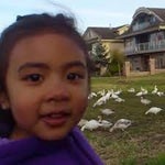 Look At All Those Chickens