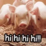 pig says
