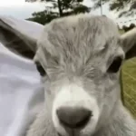 aaaa cabra gritando