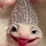 Gecko