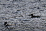 Loon Wailing (Pair)