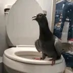 Pigeon AI #9