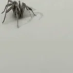 Barking Spider (copy)d