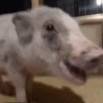 pig