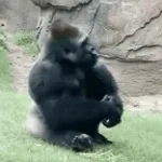 chiedo scusa a luke giga e pingu