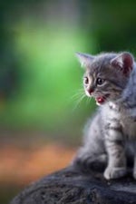 Baby Cat Meow