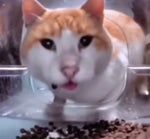 shocked cat eating food