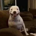 pibbles the besh man