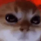 Dame un grrr - Sound