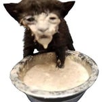 Gerald What did I no drinking milk - Sound