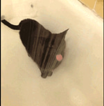 cat shower lick