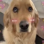 vill du hångla me mig short version