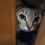 im in your closet -vanny and culp