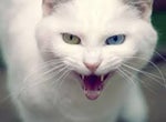Cat Angry
